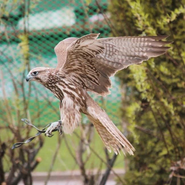 Almaty: Falconry show and Big Almaty Gorge - The Sunkar Falconry Center and the bird show