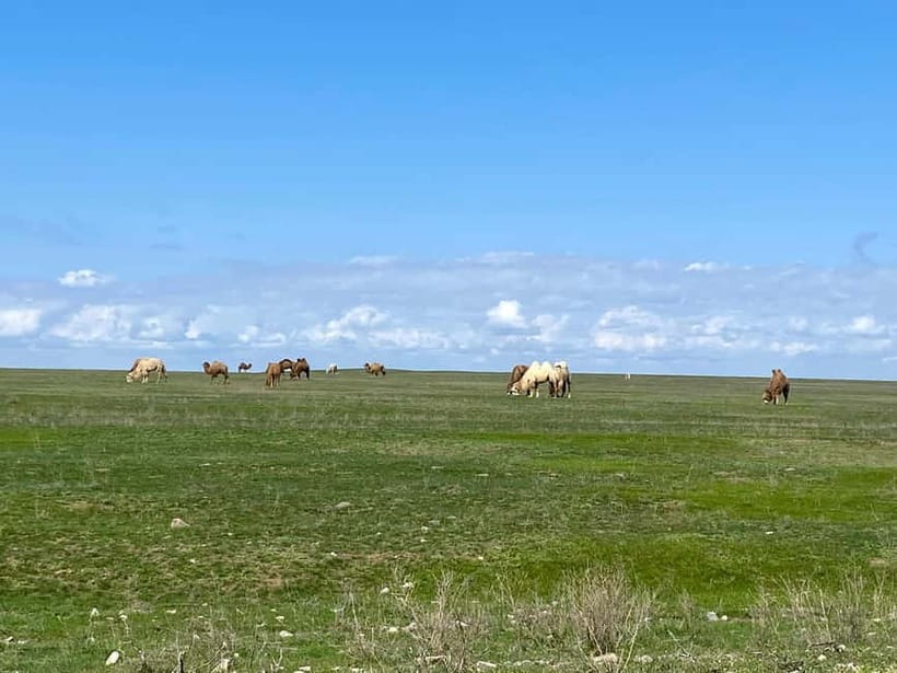 Tanbaly Gorge: Ancient Petroglyphs UNESCO Site Day Tour - Burial mounds, pastoral life, and a long human record