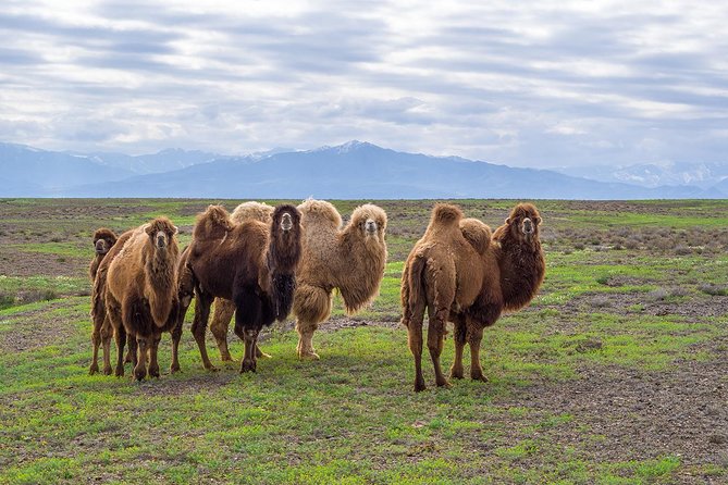 The Silk Road tour of Kazakhstan - Key points to know before booking
